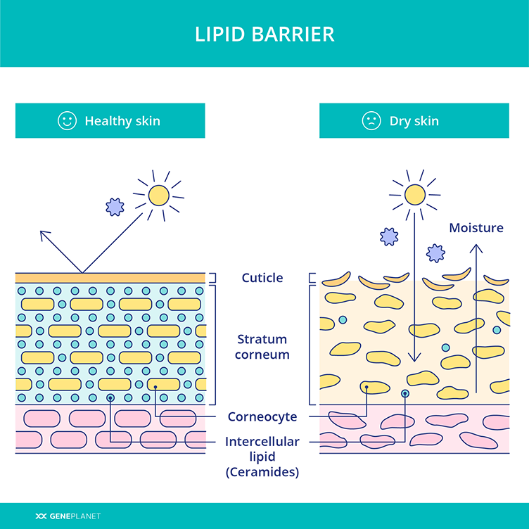 Lipid barrier comparison on healthy vs dry skin