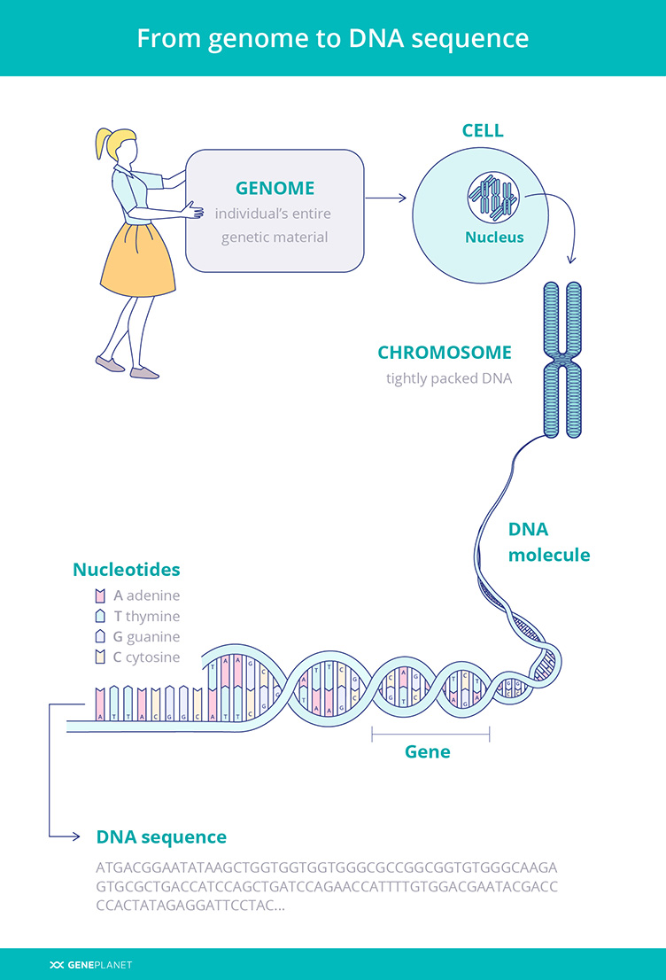 The process from genome to DNA sequence