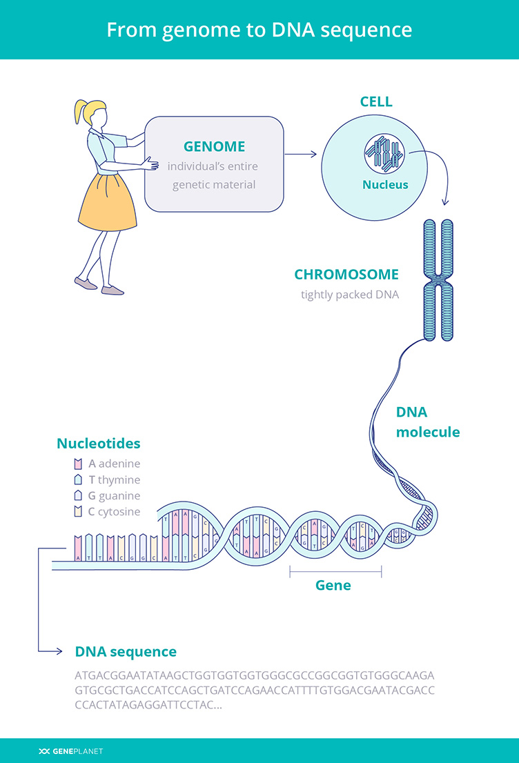 human dna sequence example