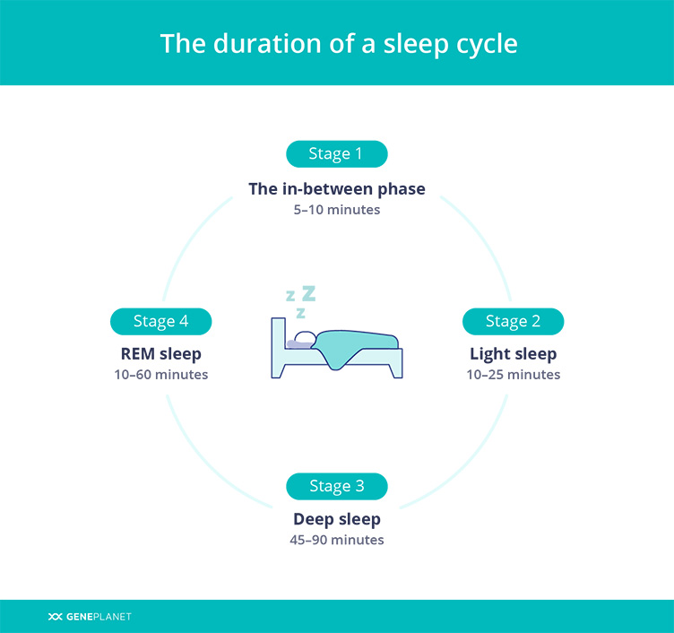 Duration of a sleep cycle